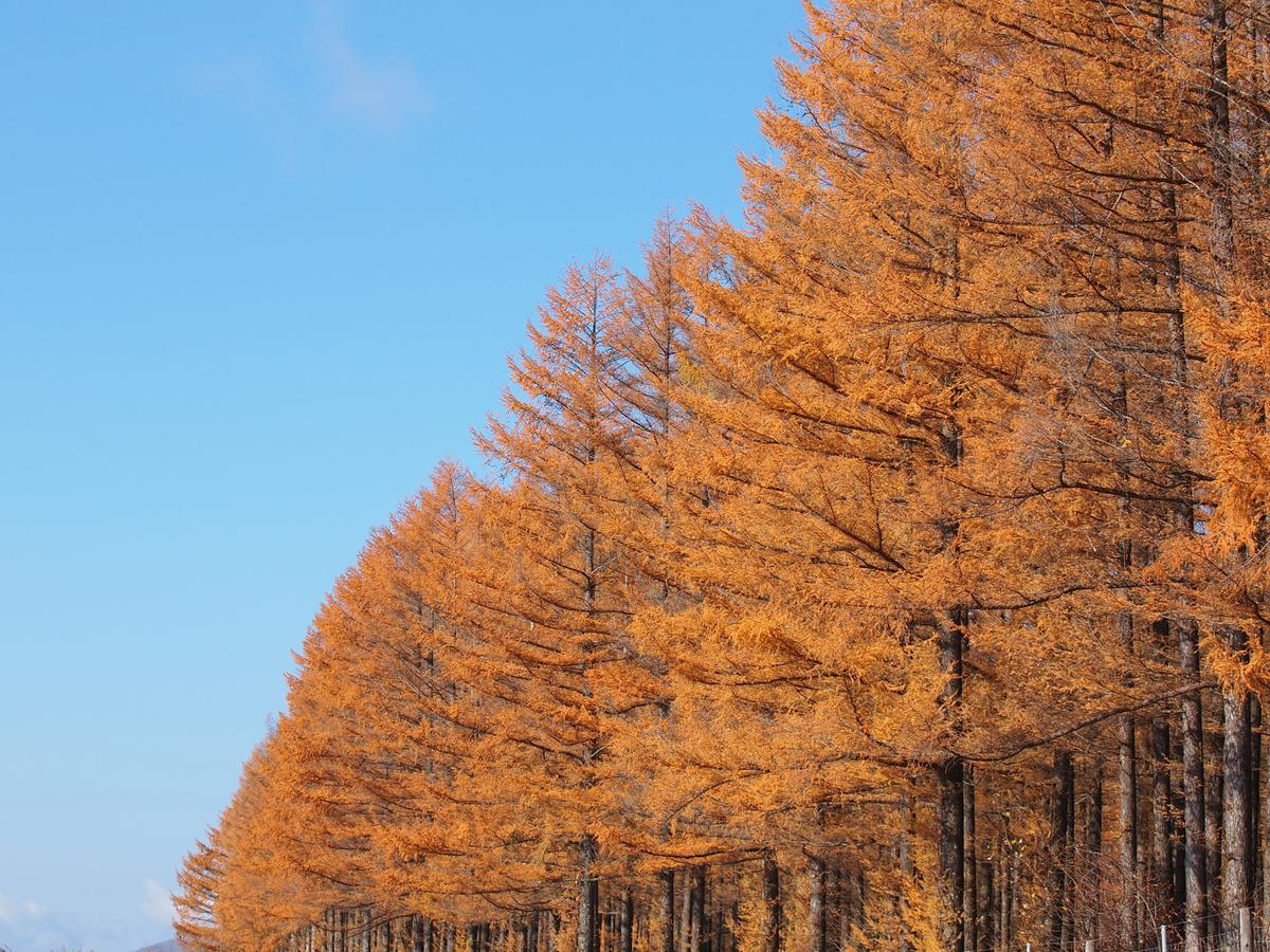 Log Hotel Larch Lake Kanayama Мінамі-Фурано Екстер'єр фото